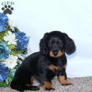 Jaden, Dachshund Puppy