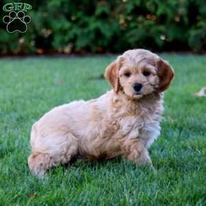 Jaden, Cockapoo Puppy