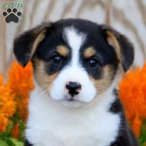 Jaden, Pembroke Welsh Corgi Puppy