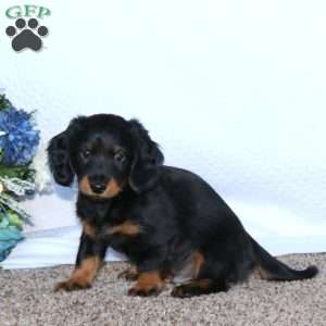 Jaden, Dachshund Puppy