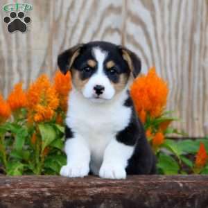 Jaden, Pembroke Welsh Corgi Puppy