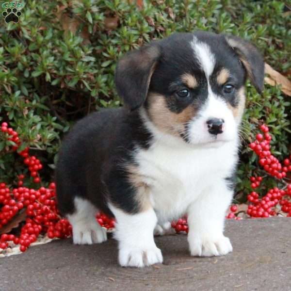 Jaice Tye, Pembroke Welsh Corgi Puppy