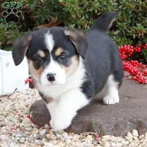 Jaice Tye, Pembroke Welsh Corgi Puppy