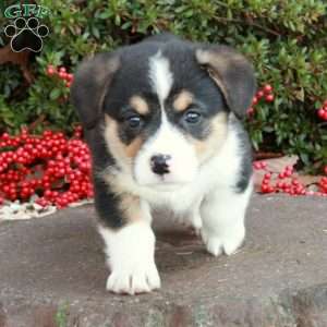 Jaice Tye, Pembroke Welsh Corgi Puppy