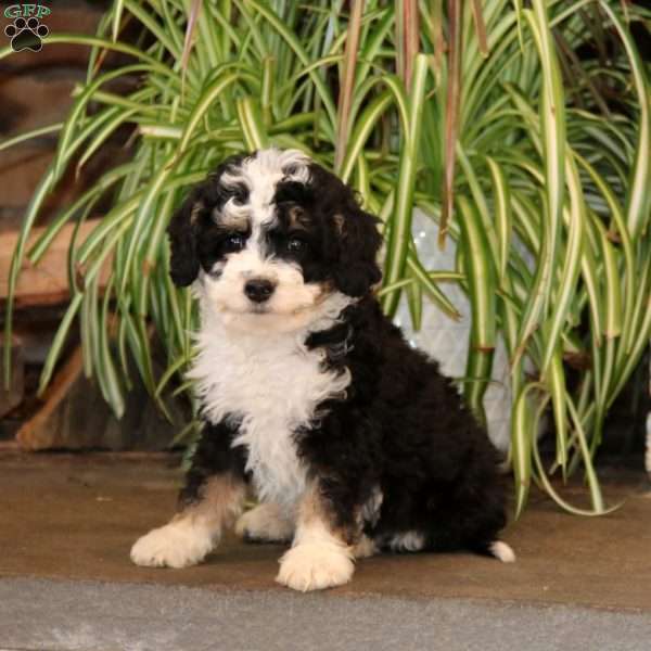 Jake, Mini Bernedoodle Puppy