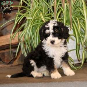 Jake, Mini Bernedoodle Puppy