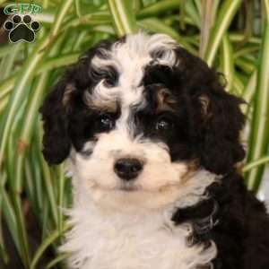 Jake, Mini Bernedoodle Puppy