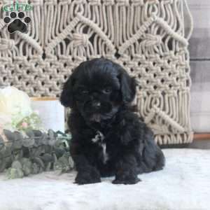 James, Miniature Poodle Mix Puppy