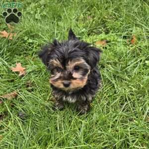 James, Yorkie Puppy