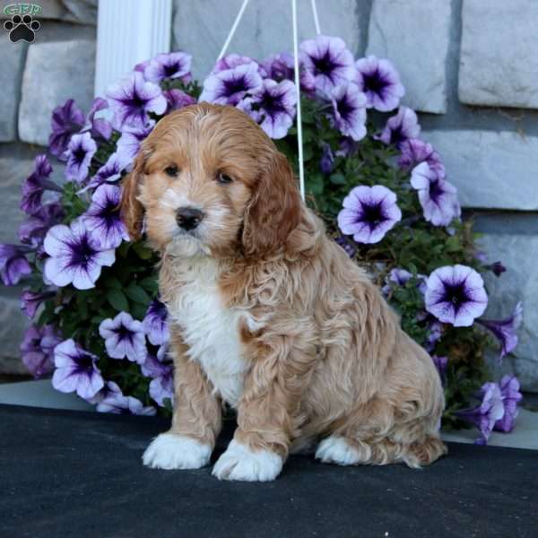 Jamie, Cockapoo Puppy