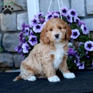 Jamie, Cockapoo Puppy