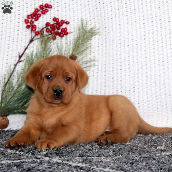 Jane, Fox Red Labrador Retriever Puppy