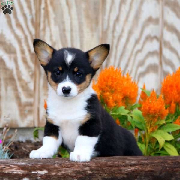 Jamie, Pembroke Welsh Corgi Puppy