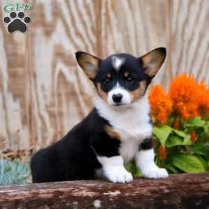 Jamie, Pembroke Welsh Corgi Puppy