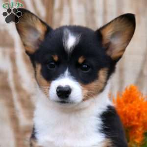 Jamie, Pembroke Welsh Corgi Puppy