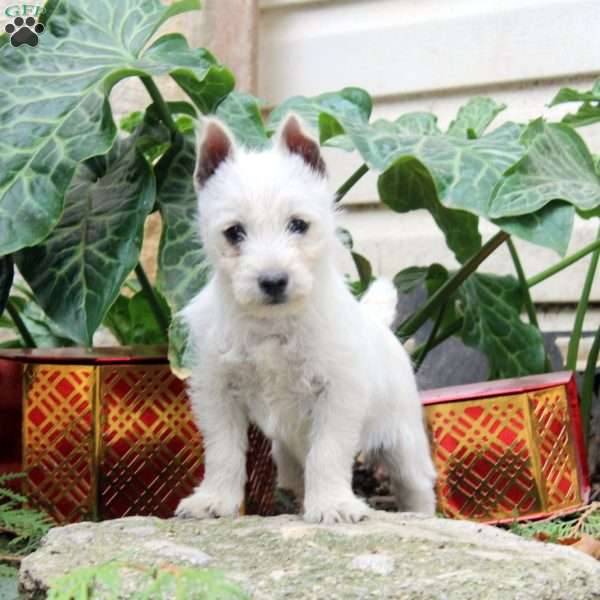 Janae, West Highland Terrier Puppy