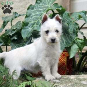 Janae, West Highland Terrier Puppy