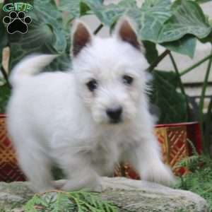 Janae, West Highland Terrier Puppy