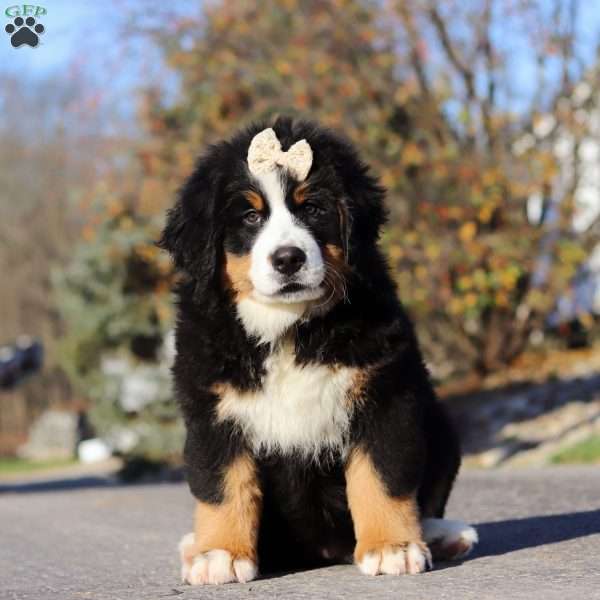 Jane, Bernese Mountain Dog Puppy