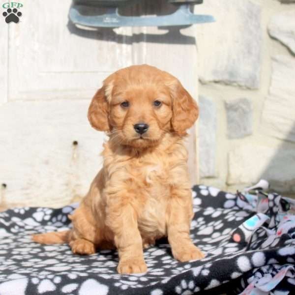 Jared, Miniature Golden Retriever Puppy