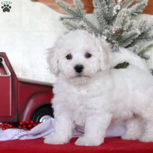 Jasmine, Bichon Frise Puppy