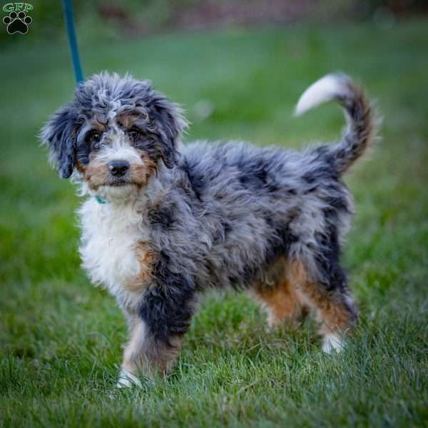 Jasper, Mini Bernedoodle Puppy