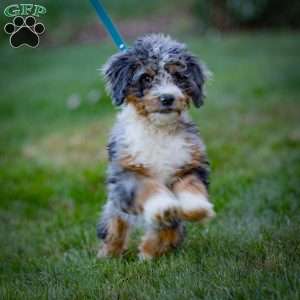 Jasper, Mini Bernedoodle Puppy