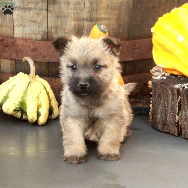 Jasper, Cairn Terrier Puppy