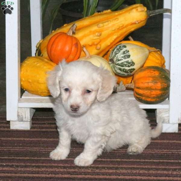 Jasper, Mini Aussiedoodle Puppy