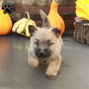 Jasper, Cairn Terrier Puppy