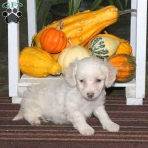 Jasper, Mini Aussiedoodle Puppy