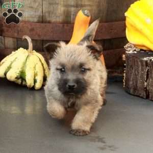 Jasper, Cairn Terrier Puppy