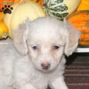 Jasper, Mini Aussiedoodle Puppy