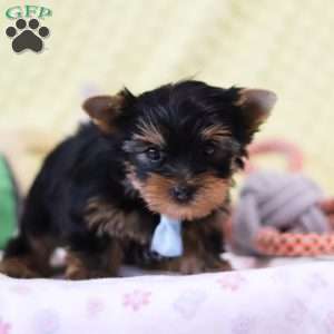 Jax, Yorkie Puppy