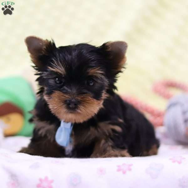 Jax, Yorkie Puppy