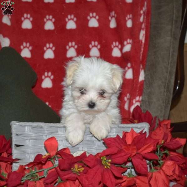 Jayce, Maltese Puppy