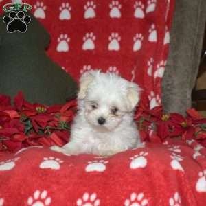 Jayce, Maltese Puppy