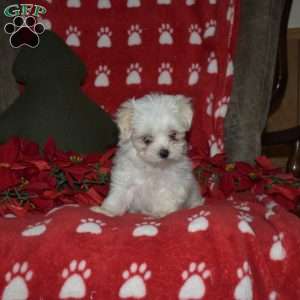 Jayce, Maltese Puppy