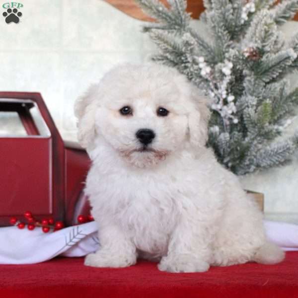 Jayce, Bichon Frise Puppy