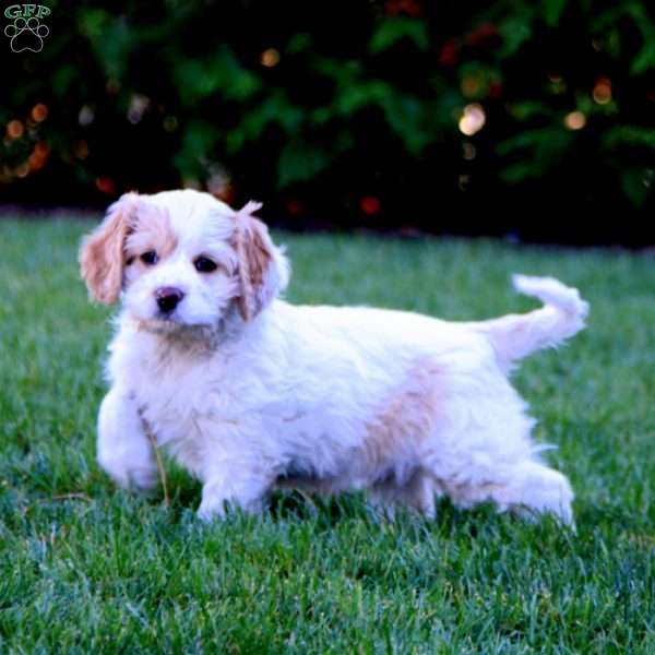 Jayda, Cockapoo Puppy