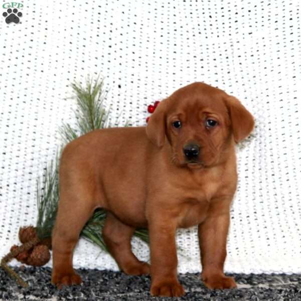 Jayda, Fox Red Labrador Retriever Puppy