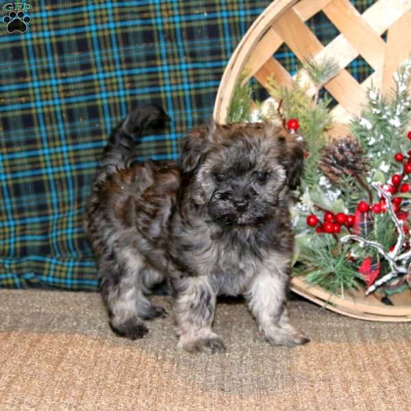 Jayda, Cavapoo Puppy