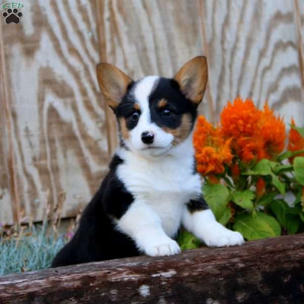 Jayda, Pembroke Welsh Corgi Puppy