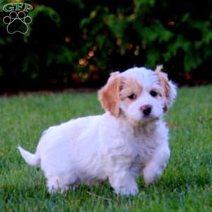 Jayda, Cockapoo Puppy