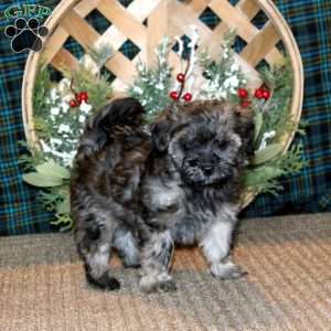 Jayda, Cavapoo Puppy