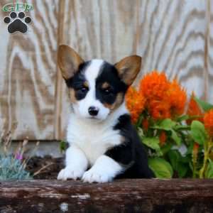 Jayda, Pembroke Welsh Corgi Puppy