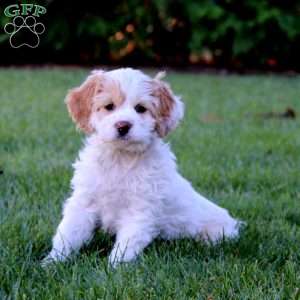 Jayda, Cockapoo Puppy