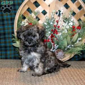 Jayda, Cavapoo Puppy