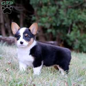 Jayda, Pembroke Welsh Corgi Puppy