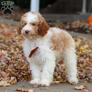 Jaylon, Miniature Poodle Puppy